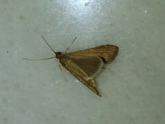 Nomophila noctuella