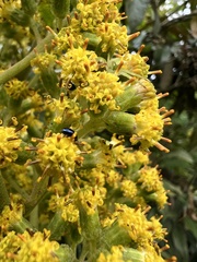Pentacalia breviligulata