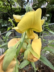Crotalaria juncea