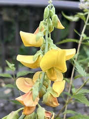 Crotalaria juncea
