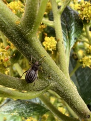 Pentacalia breviligulata