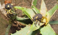 Brachycerus congestus