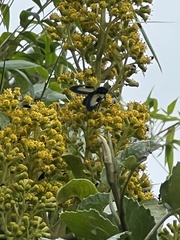 Pentacalia breviligulata