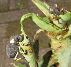 Brachycerus congestus