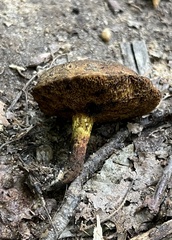 Cyanoboletus cyaneitinctus