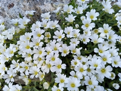 Cerastium latifolium