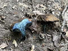 Cyanoboletus cyaneitinctus