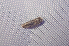 Dixianus utahnus