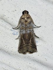 Chararica hystriculella