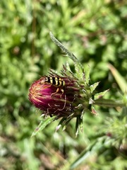 Stenostrophia tribalteata