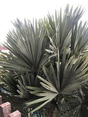 Bismarckia