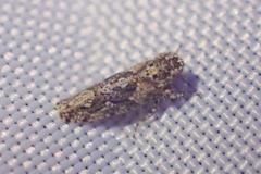 Dixianus utahnus