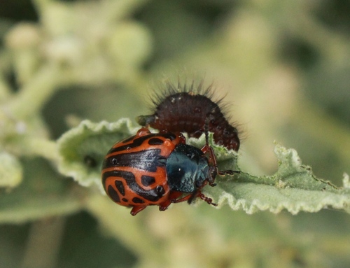 Globemallow Leaf Beetle