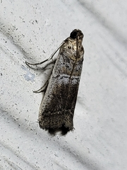 Chararica hystriculella