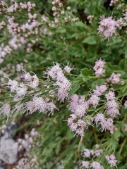 Ageratina occidentalis
