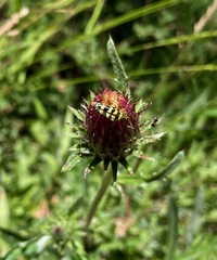 Stenostrophia tribalteata