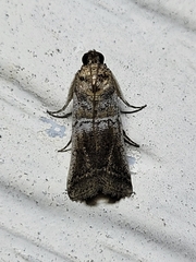 Chararica hystriculella