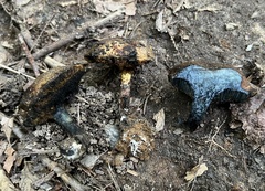 Cyanoboletus cyaneitinctus