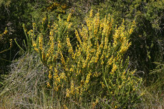 Aotus lanigera