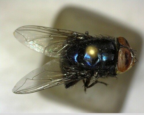 iNaturalist observation photo of Compsomyiops callipes