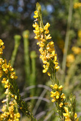 Aotus lanigera