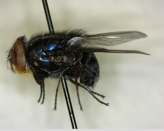 Compsomyiops callipes