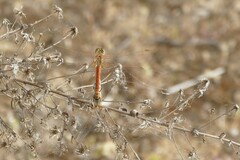 Sympetrum fonscolombii