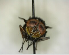 Compsomyiops callipes