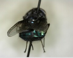 Compsomyiops callipes