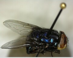 Compsomyiops callipes