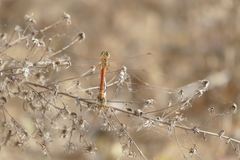 Sympetrum fonscolombii