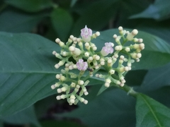 Palicourea pubescens