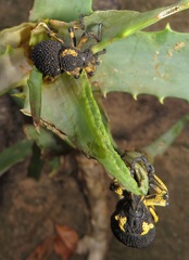 Brachycerus congestus