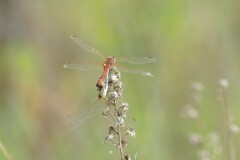 Sympetrum fonscolombii