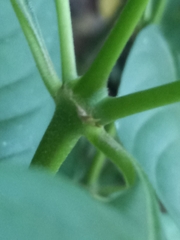 Palicourea pubescens