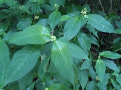 Palicourea pubescens