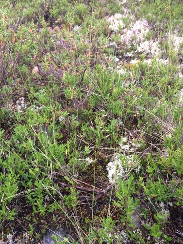 Image of Piptatheropsis canadensis by no rights reserved