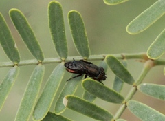 Notogramma