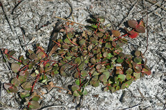 Gonocarpus micranthus