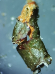 Cladonia macroceras