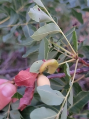 Baizongia pistaciae