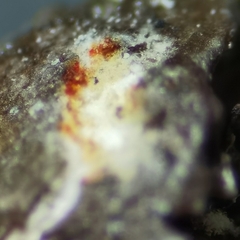 Cladonia macroceras