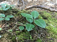Polygaloides paucifolia