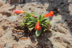 Diplacus parviflorus