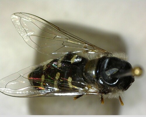 iNaturalist observation photo of White-bowed Smoothwing