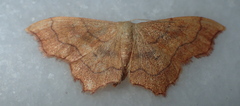 Idaea dromikos