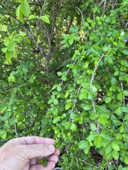 Erythroxylum brevipes