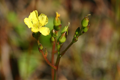 Liparophyllum exaltatum