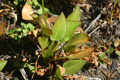 Liparophyllum exaltatum