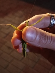 Mantis religiosa